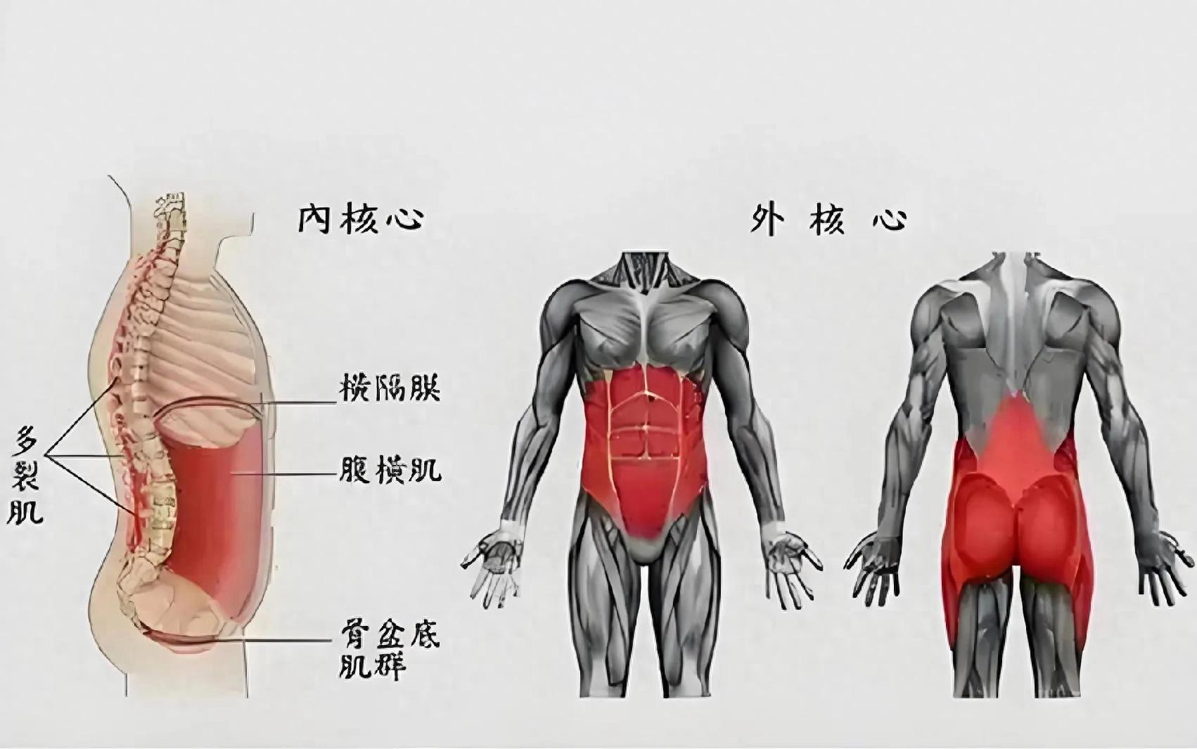 腹肌训练作用_初学者健腹轮教学视频_腹肌锻炼对腰背的影响