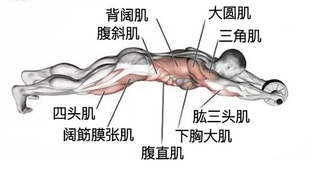 腰臀比_全身照VS自拍照_立式收腹机有效果吗
