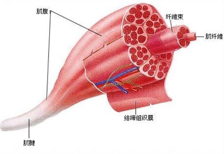 腹肌轮 教程_核心运动锻炼器材_健腹轮使用技巧