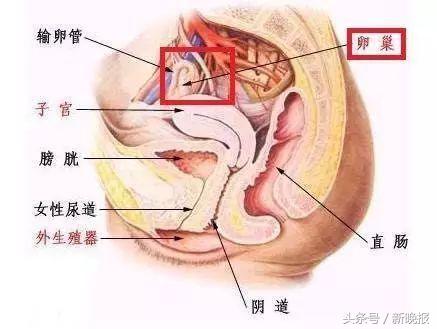 美容院常见骗局分析_美容院虚假项目揭露_美容面罩有用吗