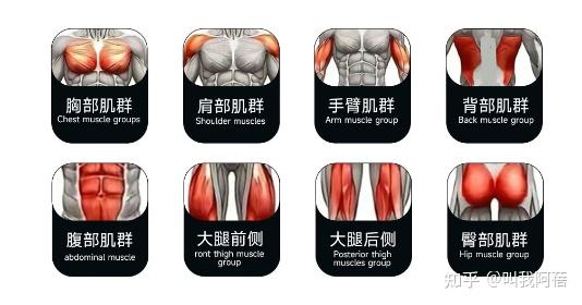 家用健身器材选购_健身椅锻炼方法_史密斯一体机