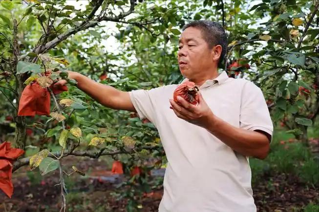 孕妇血糖高可以吃什么_梨水对血糖影响_梨适合高血糖患者食用时间