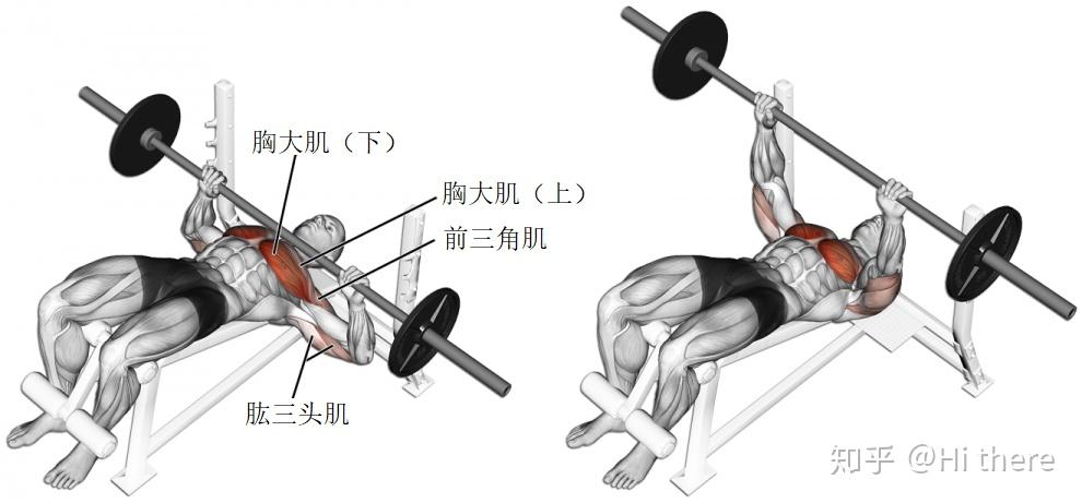 健身解剖结构学习_健身入门词汇_健身手套的作用