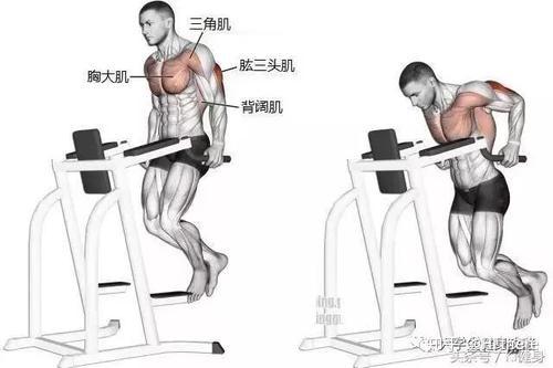 健身解剖结构学习_健身入门词汇_健身手套的作用