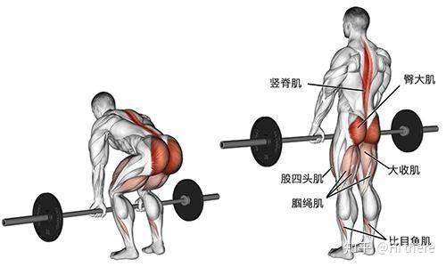 健身入门词汇_健身手套的作用_健身解剖结构学习