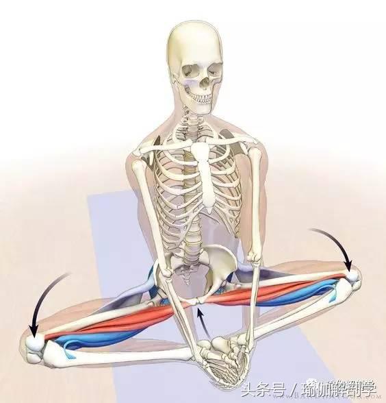 瑜伽健身椅图片_束角式瑜伽解剖体位图_束角式瑜伽练习步骤