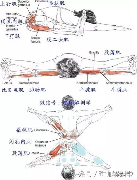 坐角式瑜伽解剖图_瑜伽健身椅图片_坐角式瑜伽步骤