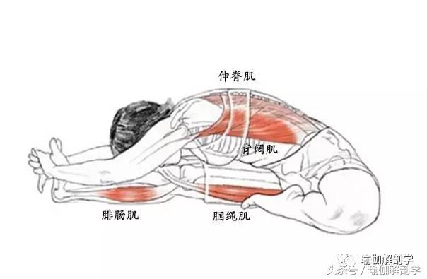 瑜伽头碰膝前屈伸展坐式功效_瑜伽健身椅图片_瑜伽头碰膝前屈伸展坐式练习步骤