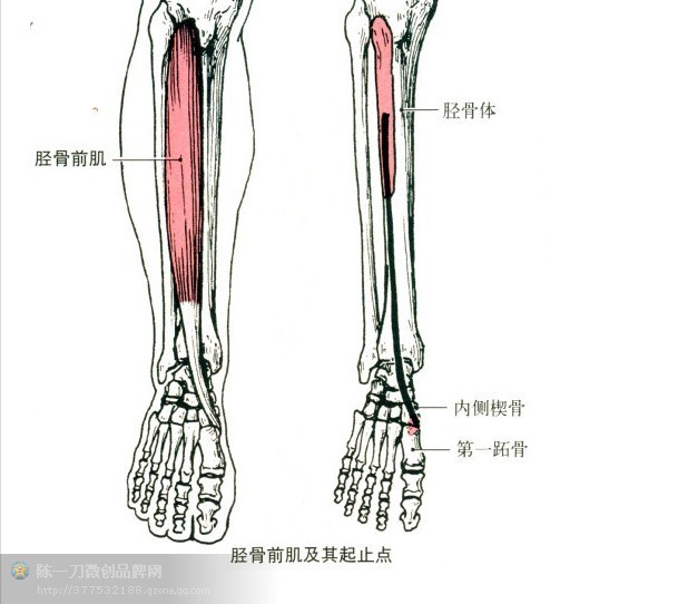针刀医学肌肉起止点解析_肌肉是止点向起点收缩_尺侧腕伸肌功能与解剖