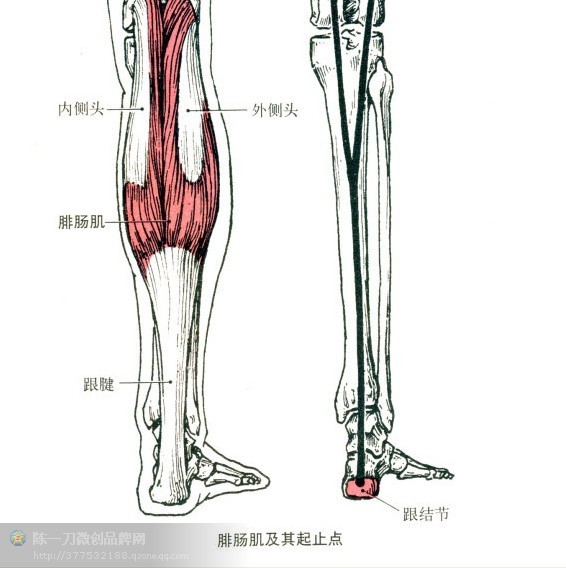 针刀医学肌肉起止点解析_尺侧腕伸肌功能与解剖_肌肉是止点向起点收缩
