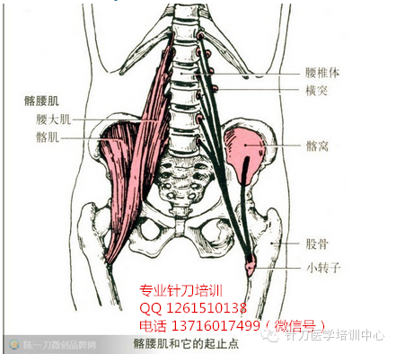 尺侧腕伸肌功能与解剖_针刀医学肌肉起止点解析_肌肉是止点向起点收缩