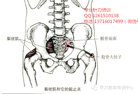 针刀医学肌肉起止点解析_尺侧腕伸肌功能与解剖_肌肉是止点向起点收缩