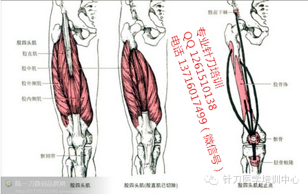 尺侧腕伸肌功能与解剖_针刀医学肌肉起止点解析_肌肉是止点向起点收缩