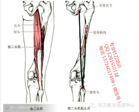 肌肉是止点向起点收缩_尺侧腕伸肌功能与解剖_针刀医学肌肉起止点解析