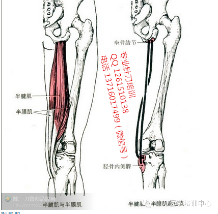 尺侧腕伸肌功能与解剖_针刀医学肌肉起止点解析_肌肉是止点向起点收缩