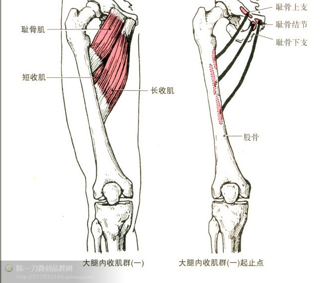 针刀医学肌肉起止点解析_尺侧腕伸肌功能与解剖_肌肉是止点向起点收缩