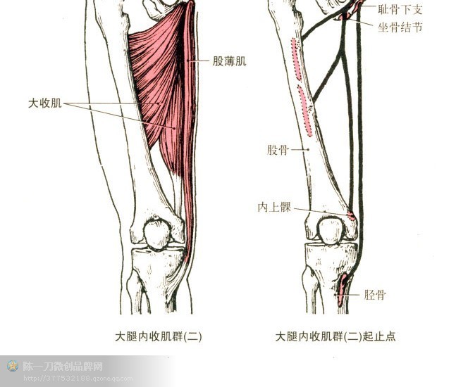 尺侧腕伸肌功能与解剖_针刀医学肌肉起止点解析_肌肉是止点向起点收缩