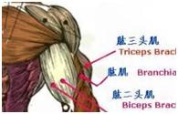 大飞鸟综合训练器_哑铃平卧推动作要点_胸肌训练方法