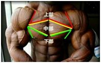 大飞鸟综合训练器_哑铃平卧推动作要点_胸肌训练方法