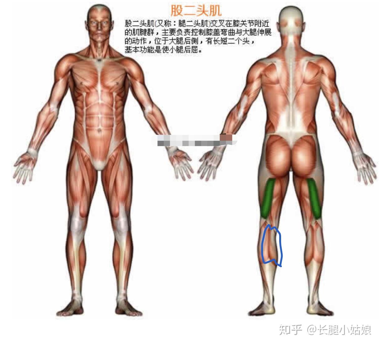 哑铃健身椅_健身椅哑铃凳_哑铃凳健身动作大全