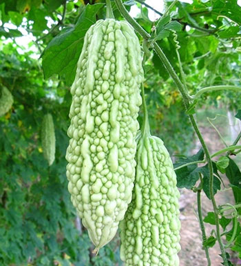 苦瓜清心降火_夏季排毒吃什么蔬菜好_夏天吃什么食物对身体好