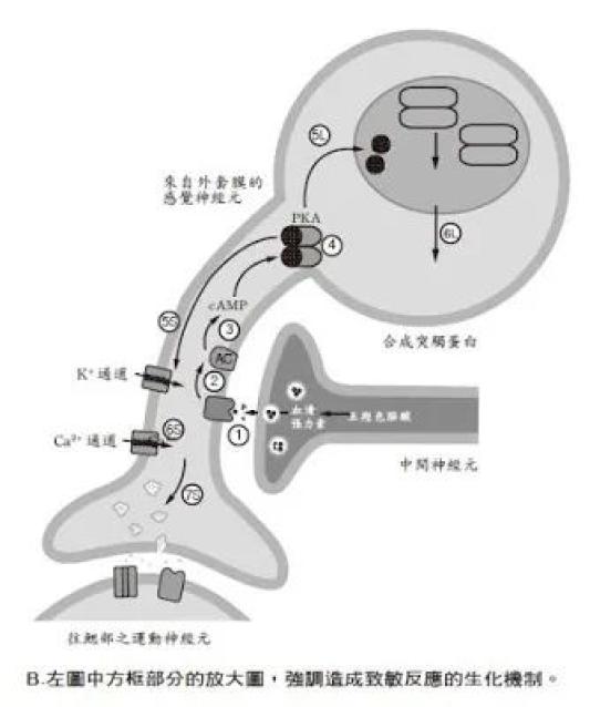 环节动物神经系统结构_神经系统演化过程_无脊椎动物的运动系统