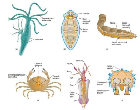 环节动物神经系统结构_无脊椎动物的运动系统_神经系统演化过程