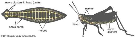 神经系统演化过程_无脊椎动物的运动系统_环节动物神经系统结构