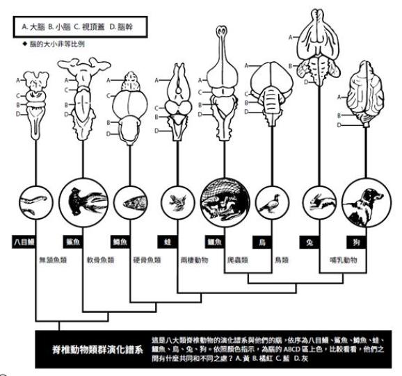 神经系统演化过程_环节动物神经系统结构_无脊椎动物的运动系统
