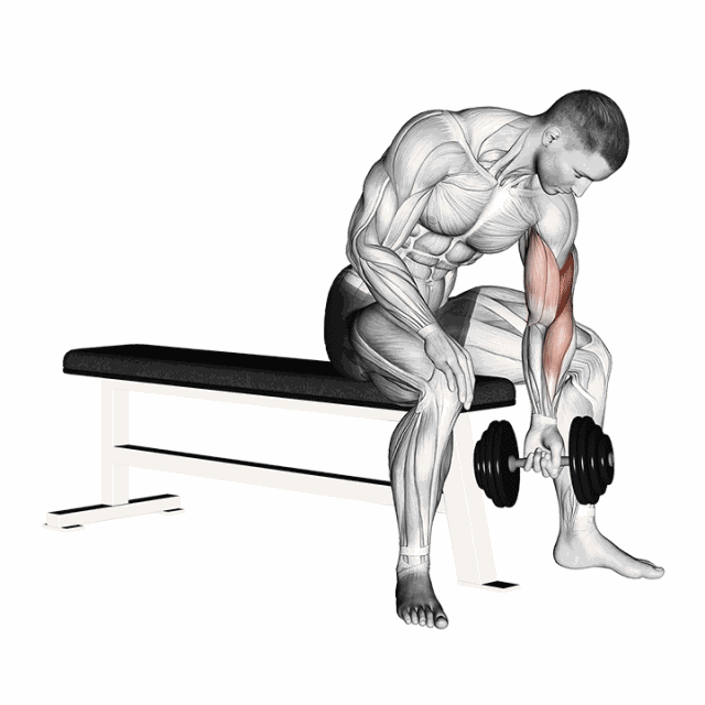 哑铃集中弯举替代动作_龙门架集中弯举教程_哑铃健身椅