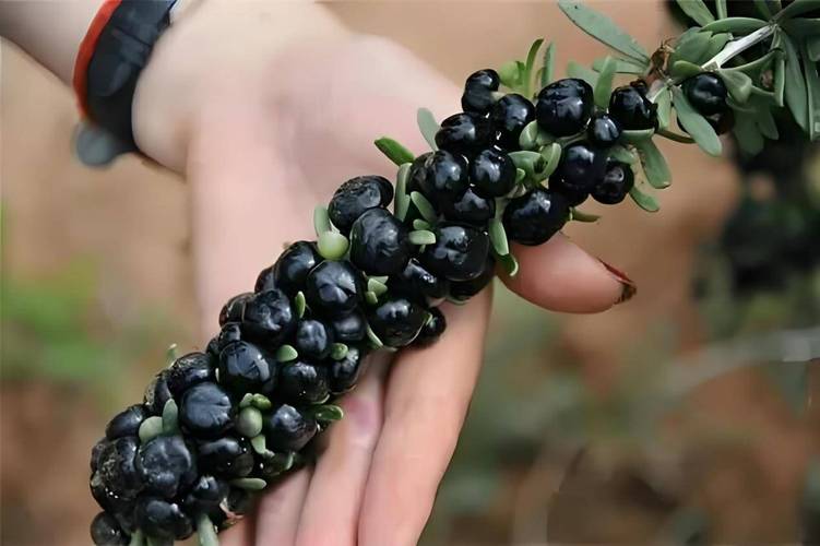 长期喝黑枸杞皮肤好得不得了_黑枸杞花青素清除自由基效果_黑枸杞抗氧化功效研究