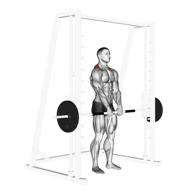 史密斯机背部训练限制_史密斯机与自由重量背部训练对比_综合训练器 史密斯机