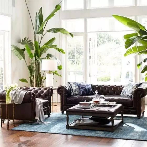 香蕉清洁去油面膜_香蕉美容面膜_香蕉皮能去皱纹吗