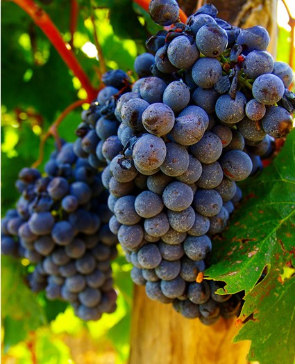 孕妈妈吃什么对宝宝智力好_孕妇吃西柚有什么好处_叶酸对胎儿脑部发育的影响