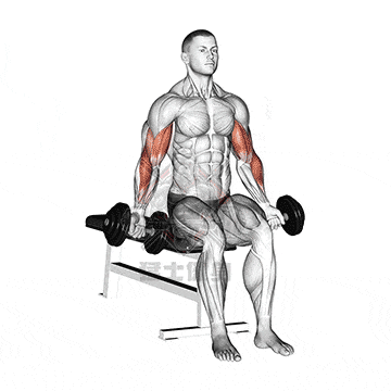 三人综合训练器_哑铃多关节促睾增肌动作_高效健身训练方案